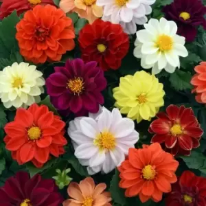 Image of Yougarden Dahlia Figaro Mix X 20 Garden Ready Plants