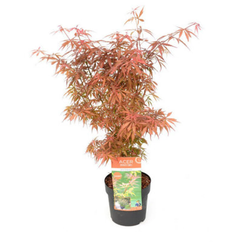 Image of Thompson & Morgan Acer Palmatum Jerre Schwartz 3 Litre Potted Plant X 1