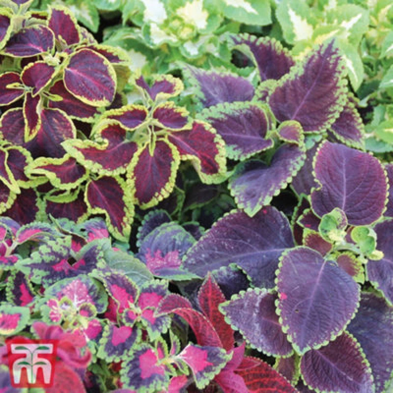 Image of Thompson & Morgan Coleus Wizard Mixed 1 Seed Packet (50 Seeds)