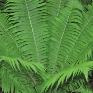 Image of Thompson & Morgan Thompson and Morgan Shuttlecock Fern 9cm - 1 plant