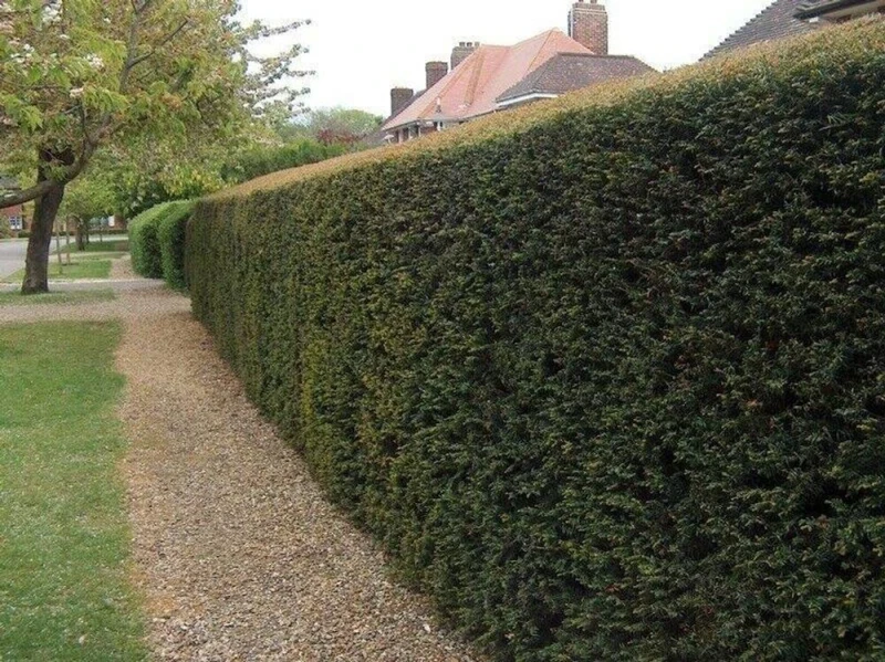 Image of F&G Supplies 10 x 30-40cm Yew (Taxus Baccata) Evergreen Bare Root Hedging Plants in Green Green Unisex
