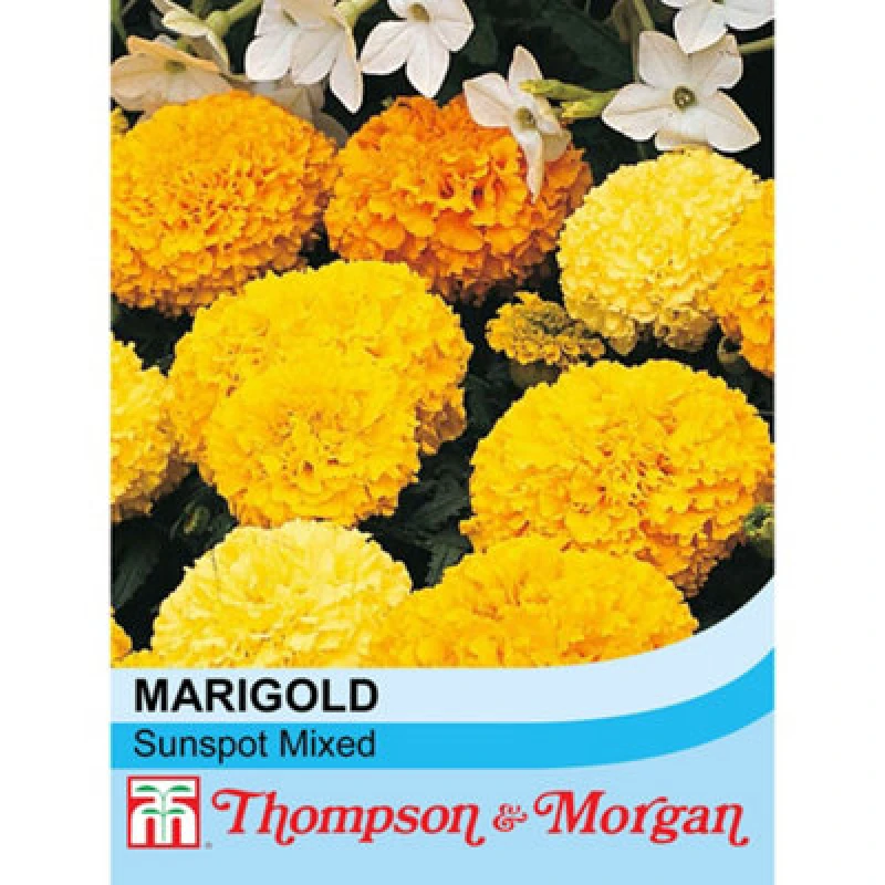 Image of Thompson & Morgan Marigold Sunspot Mixed 1 Seed Packet (100 Seeds)