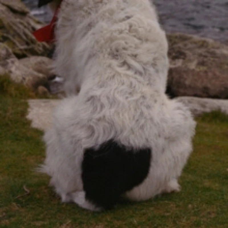 Image of Dognip CD / Album