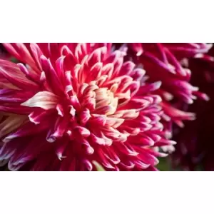 Image of Thompson & Morgan Thompson and Morgan Dahlia Dinner Plate Ferncliff Illusion 1 Tuber