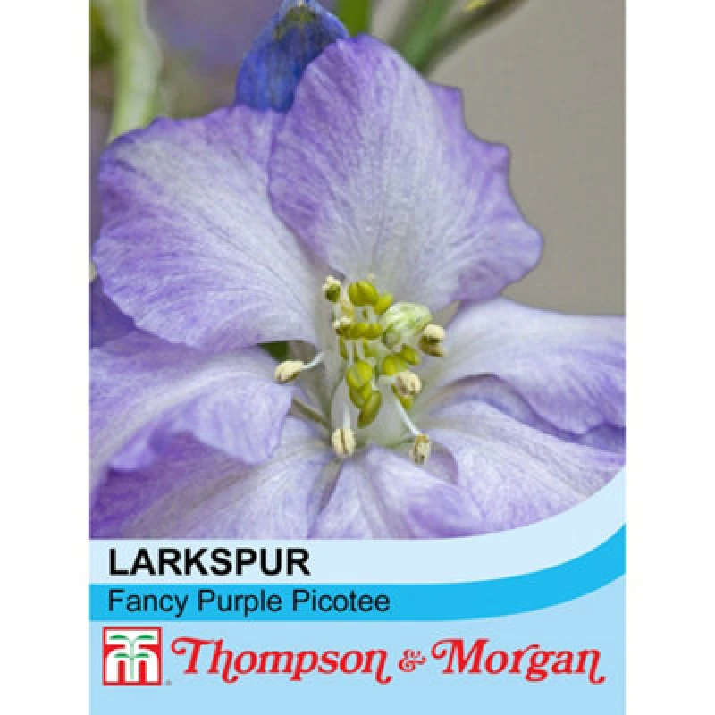 Image of Thompson & Morgan Larkspur Fancy Purple Picotee 1 Seed Packet (130 Seeds)