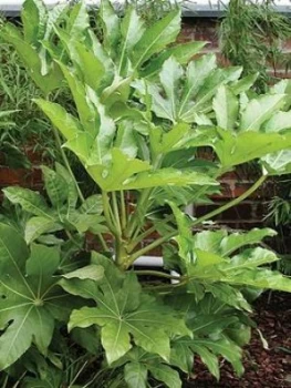 Image of Fatsia Japonica 60Cm Potted