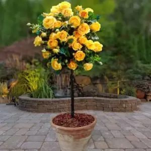 Image of YouGarden Pair of Yellow Patio Standard Roses