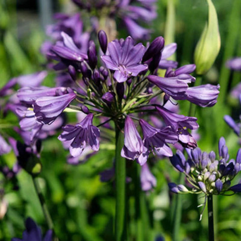 Image of You Garden Agapanthus Poppin Purple In A 9Cm Pot (Pack Of 3)