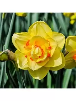 Image of Narcissus Tahiti - Pack Of 18 Bulbs