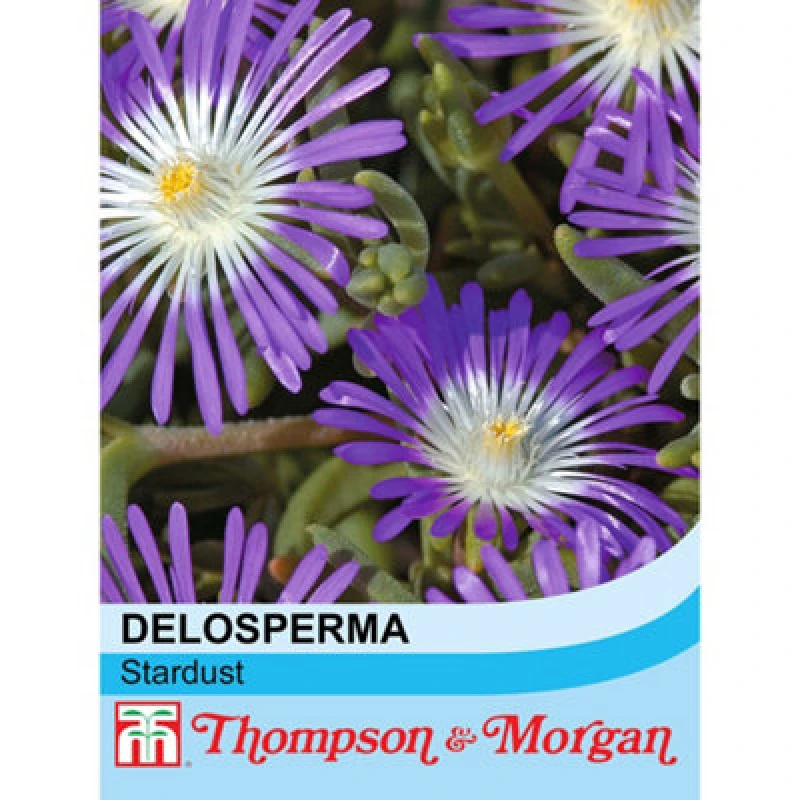Image of Thompson & Morgan Delosperma Floribunda Stardust 1 Seed Packet (200 Seeds)