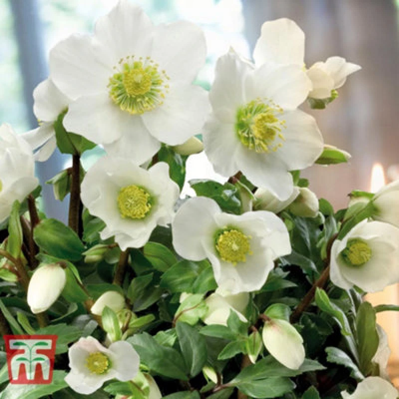 Image of Thompson & Morgan White Hellebore - Helleborus N-Iger - 9Cm Potted Plant X 1