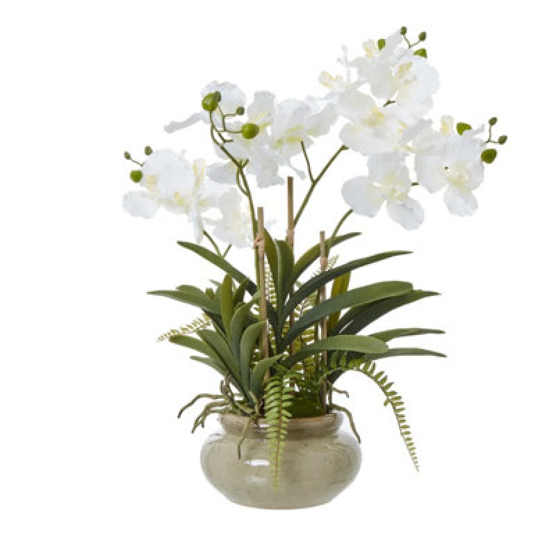 Image of White Vanda Orchid Plant In Ceramic Pot