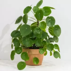 Image of YouGarden Pilea Peromioides (Chinese Money Plant) In 13Cm Grow Pot