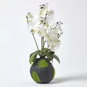 Image of Homescapes - White Phalaenopsis Artificial Orchid with Natural Base, 60cm Tall - White - White - White