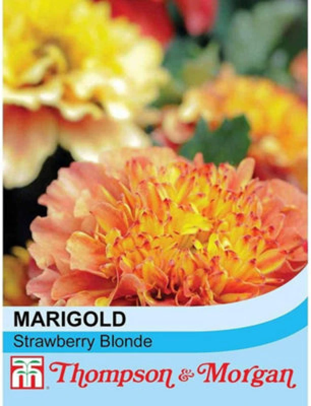 Image of Thompson & Morgan Marigold (French) Strawberry Blonde 1 Seed Packet (20 Seeds)