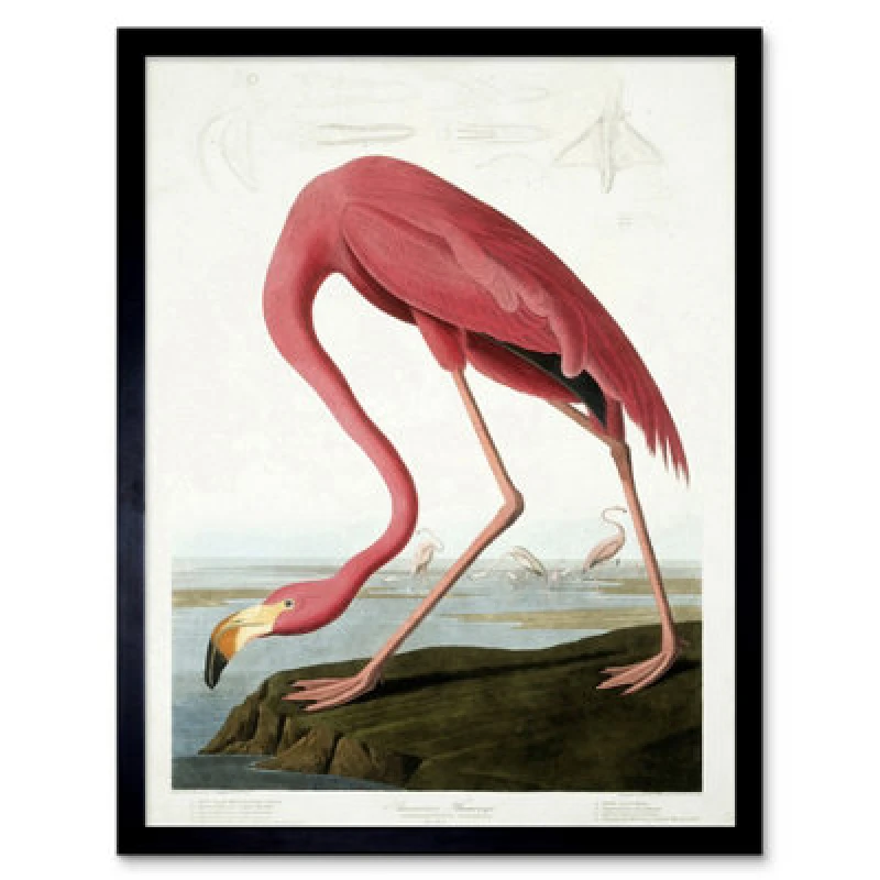 Image of Wee Blue Coo Audubon Flamingo Vintage Bird Illustration 12X16" Framed Wall Art Print