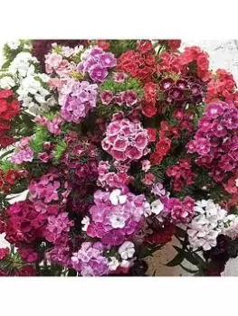 Image of Sweet William Vesuvio (20 Garden Ready Plants)