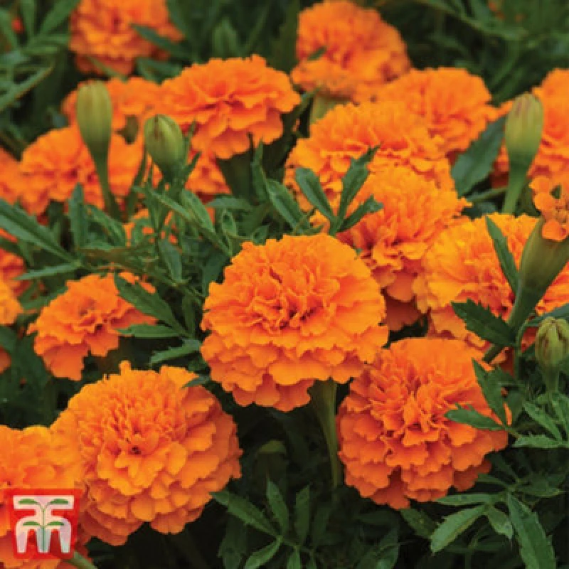 Image of Thompson & Morgan Marigold Boy O Boy Orange 1 Seed Packet (115 Seeds)