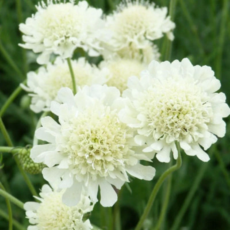 Image of Thompson & Morgan Scabiosa Ochroleuca 9Cm Potted Plant X 2