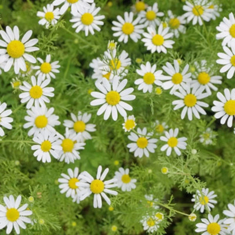Image of Thompson & Morgan Herb Chamomile 1 Seed Packet (700 Seeds)
