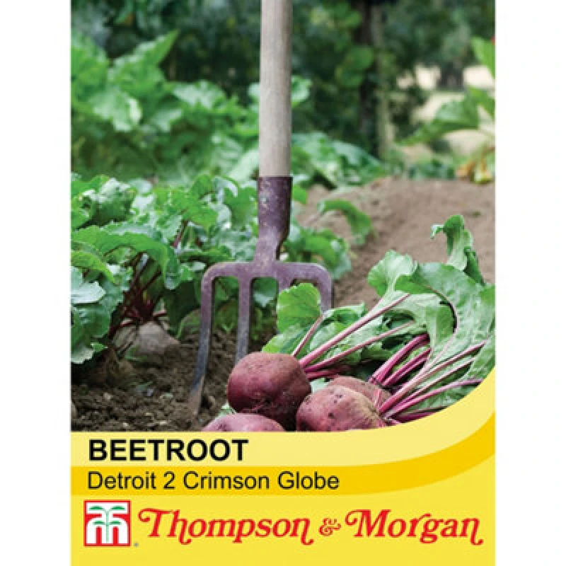 Image of Thompson & Morgan Beetroot Detroit 2 Crimson Globe 1 Seed Packet (250 Seeds)