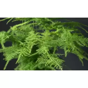 Image of Thompson & Morgan Thompson and Morgan Lace Fern- Asparagus Fern 13cm pot x 1