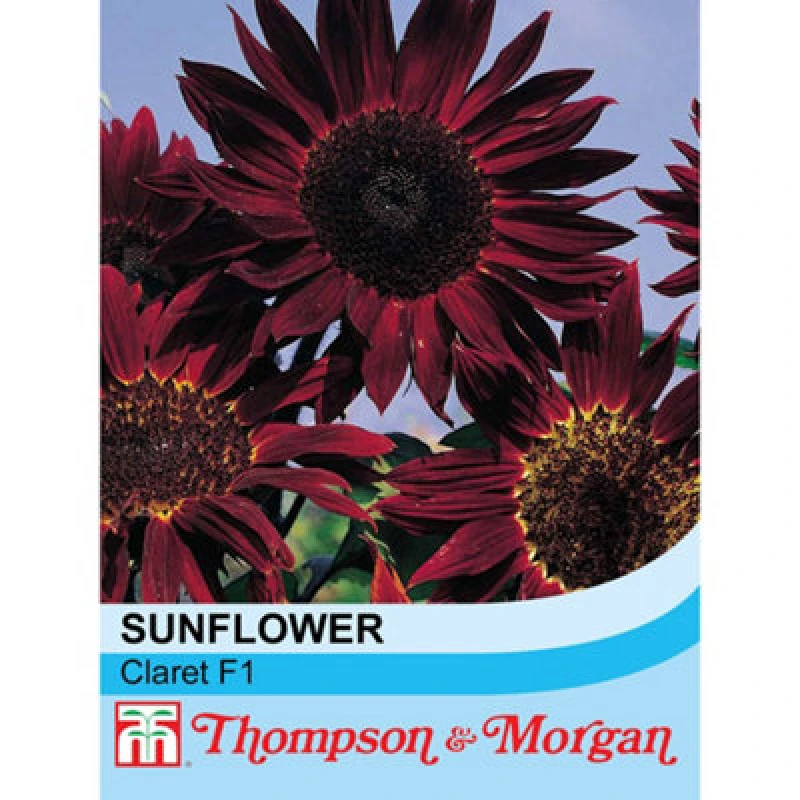 Image of Thompson & Morgan Sunflower Claret 1 Packet (20 Seeds)