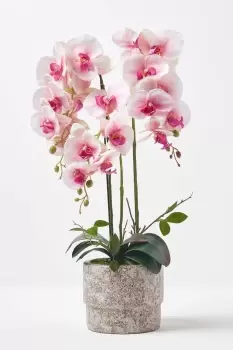 Image of Pink Orchid 64cm Phalaenopsis in Cement Pot Extra Large, 3 Stems