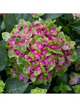 Image of Hydrangea 'Glam Rock' 2 X 14Cm Potted Plants