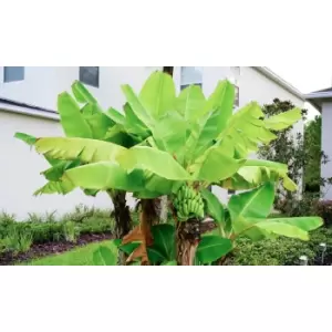 Image of Thompson & Morgan Thompson and Morgan Japanese Banana - Musa basjoo 10.5cm pot - 1 plant
