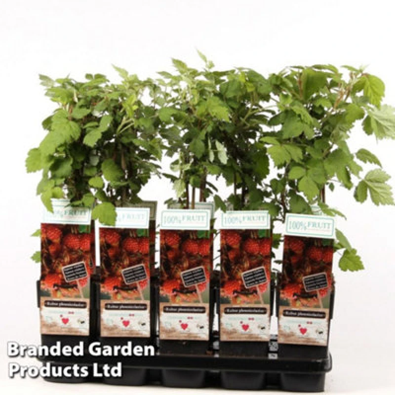 Image of Thompson & Morgan Grow Your Own Fruit Rubus (Raspberry) Phoenicolasius 15Cm Pot X 1