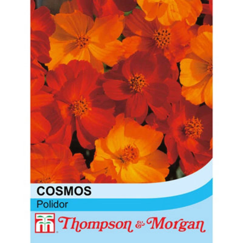 Image of Thompson & Morgan Cosmos Polidor 1 Packet (100 Seeds)
