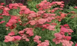 Image of Perennial Achillea Cerise Queen Potted Plants, One