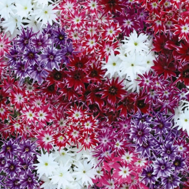 Image of Thompson & Morgan Phlox Popstars 1 Packet (10 Seeds)