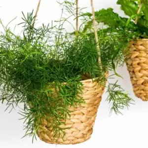 Image of Ivyline Hanging Water Hyacinth Planter Set Of 2