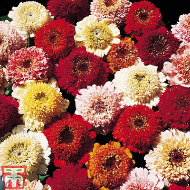 Image of Thompson & Morgan Zinnia Scabious Flowered 1 Packet (200 Seeds)