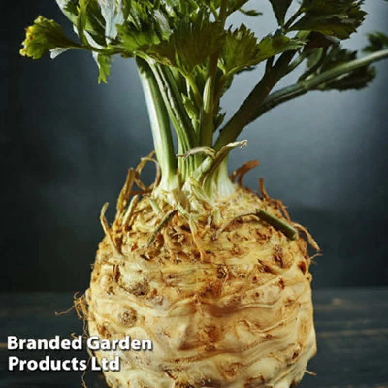 Image of Thompson & Morgan Celeriac Monarch 1 Seed Packet (200 Seeds)