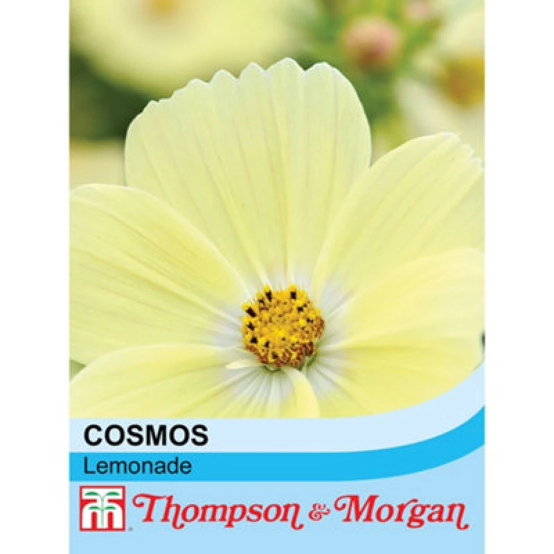 Image of Thompson & Morgan Cosmos Lemonade 1 Seed Packet (30 Seeds)