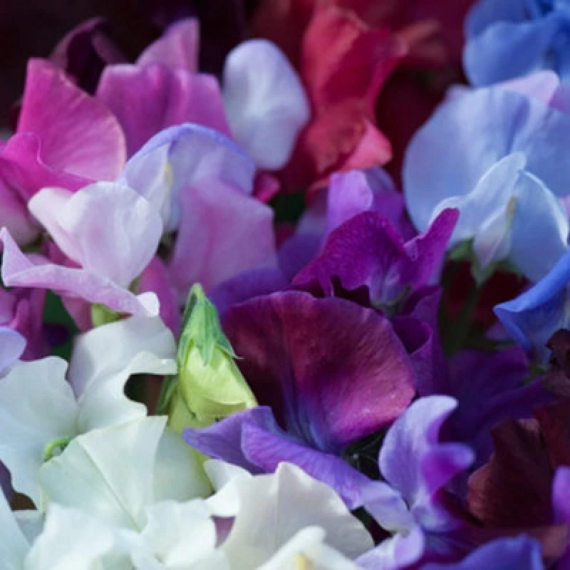 Image of Thompson & Morgan Sweet Pea Bijou Mix 1 Seed Packet (20 Seeds)