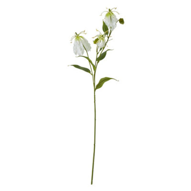 Image of Cream Gloriosa Spray