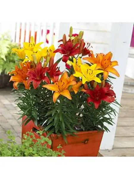 Image of YouGarden Carpet Lilies Flame Mix Bulbs - 10, size 12/14 - Size 10 Bulbs
