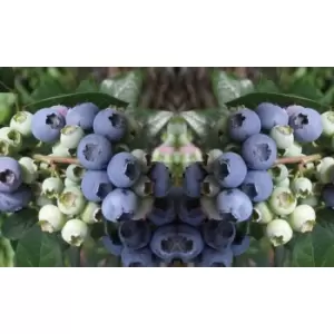 Image of Thompson & Morgan Thompson and Morgan Blueberry Elliot 9cm pot x 1
