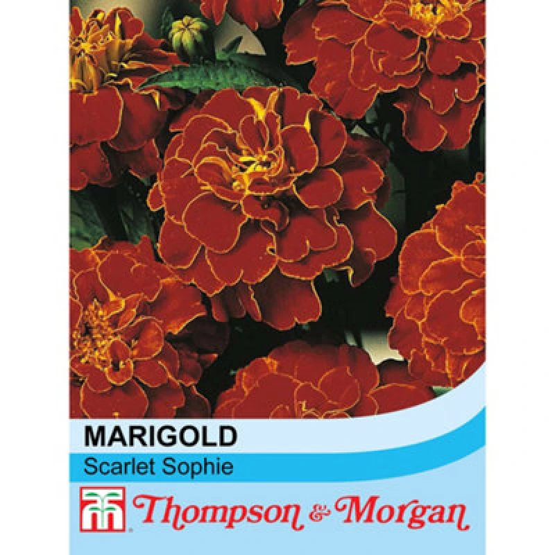 Image of Thompson & Morgan Marigold Scarlet Sophie 1 Packet (100 Seeds)