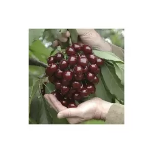 Image of Stella Cherry Trees bare root x 2