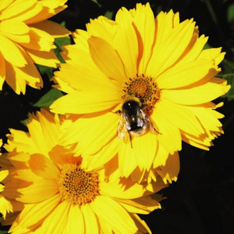 Image of Thompson & Morgan Coreopsis Golden Joy 9Cm Potted Plant X 3