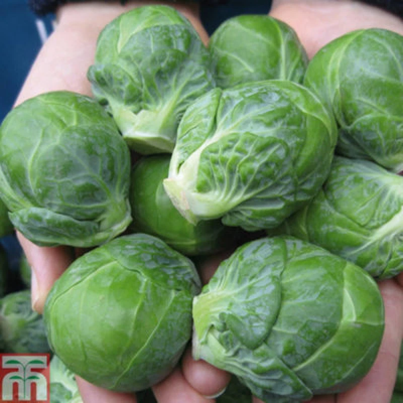 Image of Thompson & Morgan Brussels Sprout Marte F1 1 Seed Packet (15 Seeds)