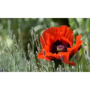 Image of Thompson & Morgan Thompson and Morgan Poppy Oriental Collection x 4 bareroots