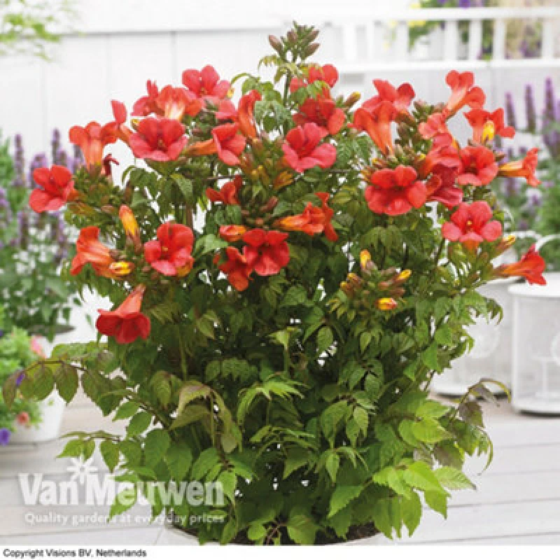 Image of Thompson & Morgan Campsis Summer Jazz Fire 2 Litre Potted Plant X 1