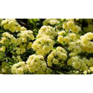 Image of Thompson & Morgan Thompson and Morgan Rose banksiae 'Lutea' (Rambling Rose) 9cm x 3