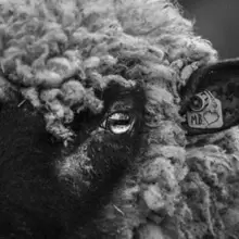 Image of Too Sorry for Any Sorrow